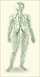 Imagen del sistema linf&aacute;tico